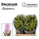 Hyacinthe, rosa - 5 Stiele